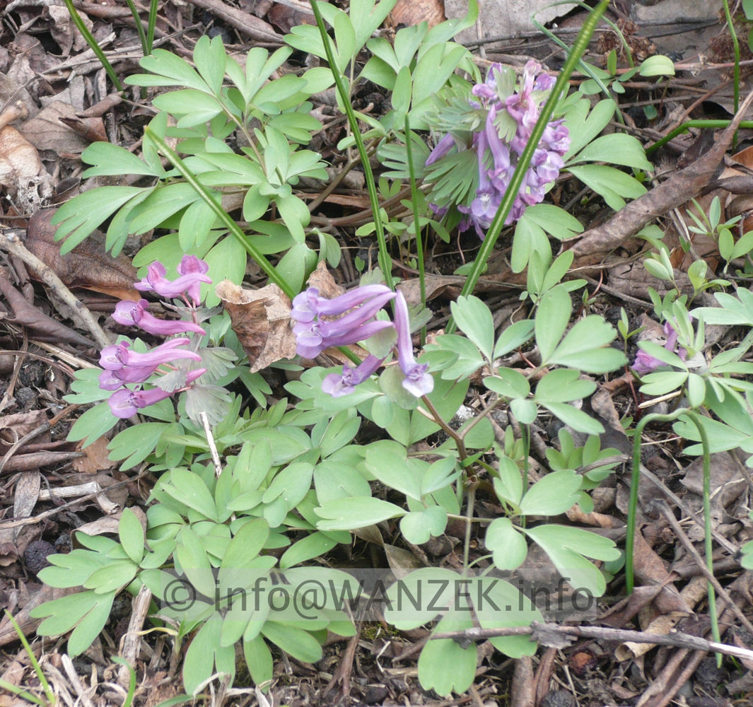 Corydalis cava.jpg